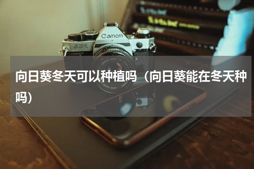 向日葵冬天可以种植吗(向日葵能在冬天种吗)