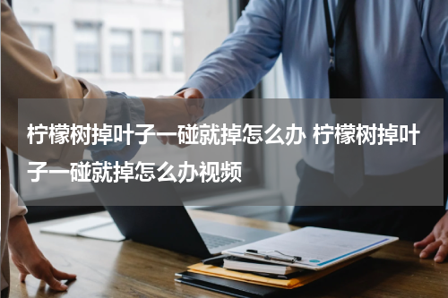 柠檬树掉叶子一碰就掉怎么办 柠檬树掉叶子一碰就掉怎么办视频