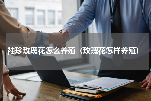 袖珍玫瑰花怎么养殖（玫瑰花怎样养殖）