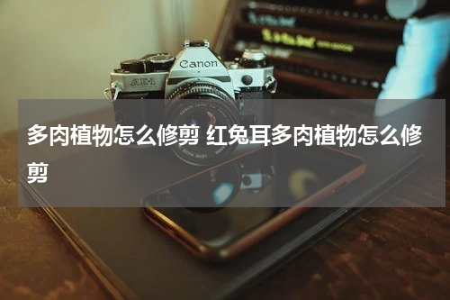 多肉植物怎么修剪 红兔耳多肉植物怎么修剪