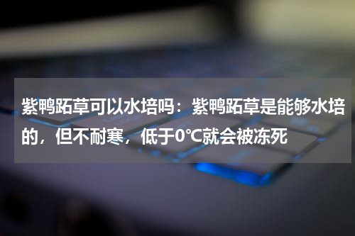 紫鸭跖草可以水培吗:紫鸭跖草是能够水培的,但不耐寒,低于0℃就会被冻死