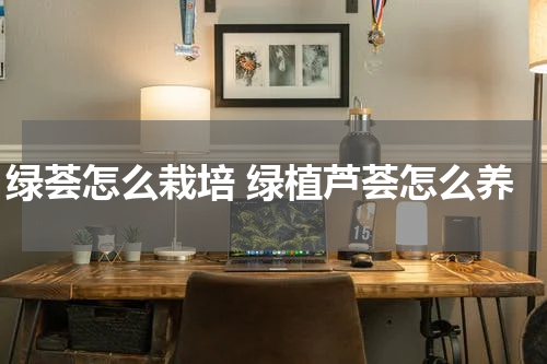 绿荟怎么栽培 绿植芦荟怎么养