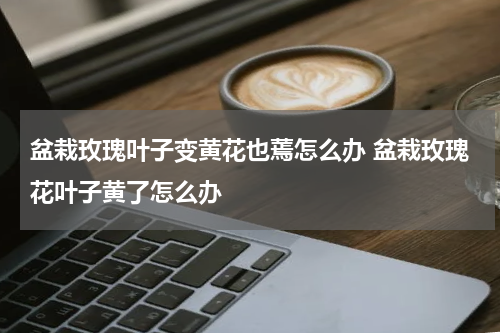 盆栽玫瑰叶子变黄花也蔫怎么办 盆栽玫瑰花叶子黄了怎么办