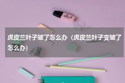 虎皮兰叶子皱了怎么办(虎皮兰叶子变皱了怎么办)