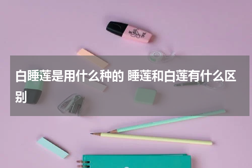 白睡莲是用什么种的 睡莲和白莲有什么区别