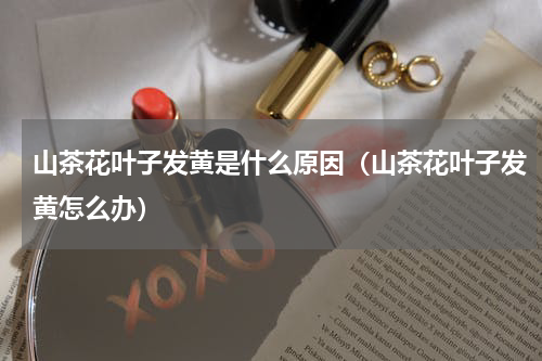 山茶花叶子发黄是什么原因(山茶花叶子发黄怎么办)