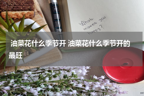 油菜花什么季节开 油菜花什么季节开的最旺