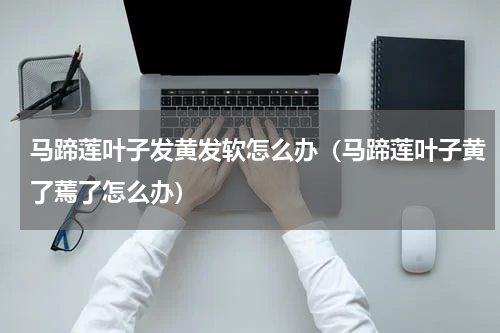 马蹄莲叶子发黄发软怎么办(马蹄莲叶子黄了蔫了怎么办)