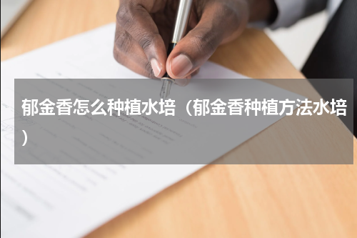 郁金香怎么种植水培(郁金香种植方法水培)