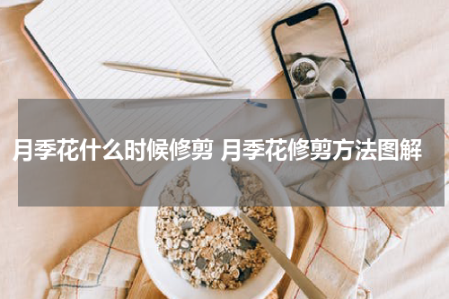 月季花什么时候修剪 月季花修剪方法图解