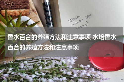 香水百合的养殖方法和注意事项 水培香水百合的养殖方法和注意事项