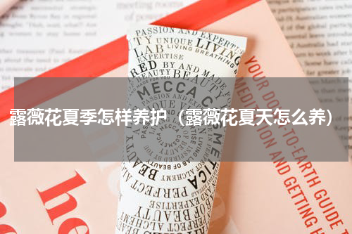 露薇花夏季怎样养护(露薇花夏天怎么养)