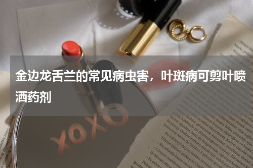 金边龙舌兰的常见病虫害,叶斑病可剪叶喷洒药剂