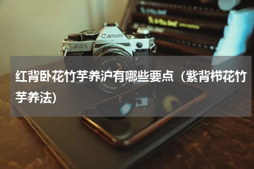 红背卧花竹芋养沪有哪些要点(紫背栉花竹芋养法)