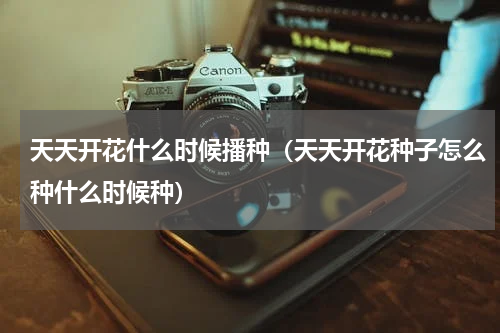 天天开花什么时候播种(天天开花种子怎么种什么时候种)