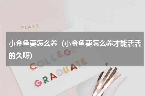 小金鱼要怎么养(小金鱼要怎么养才能活活的久呀)