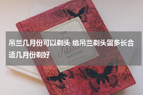 吊兰几月份可以剃头 给吊兰剃头留多长合适几月份剃好