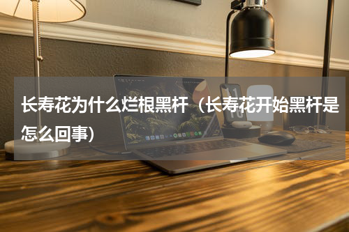 长寿花为什么烂根黑杆(长寿花开始黑杆是怎么回事)