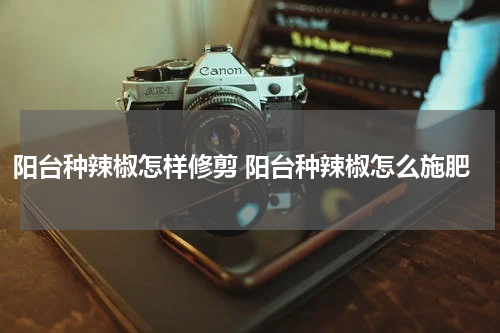 阳台种辣椒怎样修剪 阳台种辣椒怎么施肥