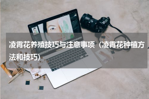 凌霄花养殖技巧与注意事项(凌霄花种植方法和技巧)