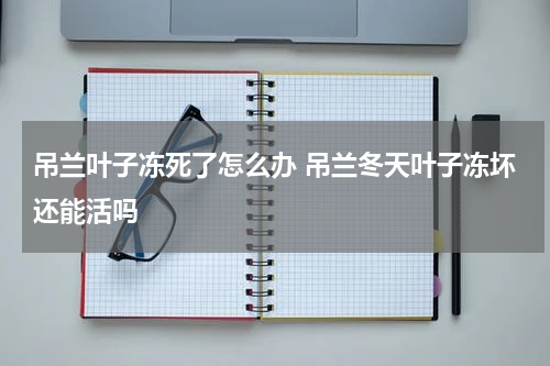 吊兰叶子冻死了怎么办 吊兰冬天叶子冻坏还能活吗