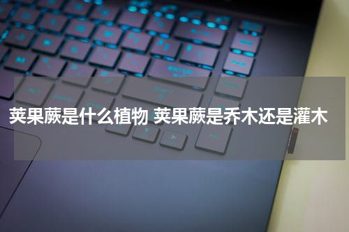 荚果蕨是什么植物 荚果蕨是乔木还是灌木