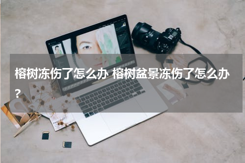 榕树冻伤了怎么办 榕树盆景冻伤了怎么办?