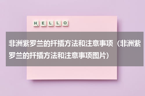 非洲紫罗兰的扦插方法和注意事项(非洲紫罗兰的扦插方法和注意事项图片)