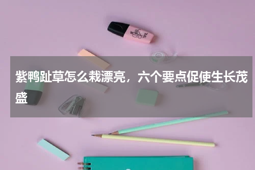 紫鸭趾草怎么栽漂亮,六个要点促使生长茂盛