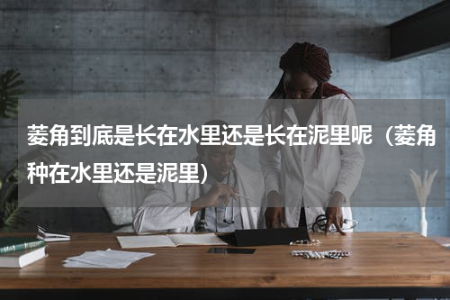 菱角到底是长在水里还是长在泥里呢(菱角种在水里还是泥里)