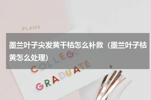 墨兰叶子尖发黄干枯怎么补救(墨兰叶子枯黄怎么处理)