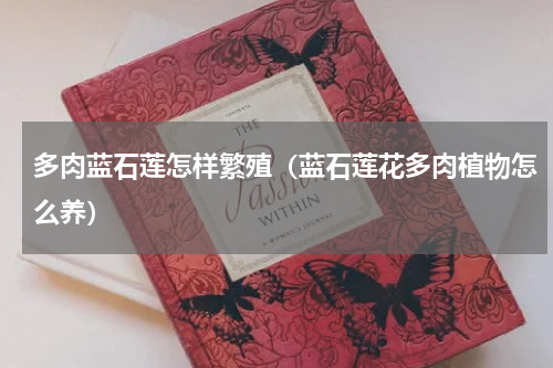 多肉蓝石莲怎样繁殖(蓝石莲花多肉植物怎么养)