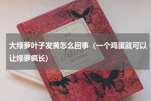 大绿萝叶子发黄怎么回事(一个鸡蛋就可以让绿萝疯长)