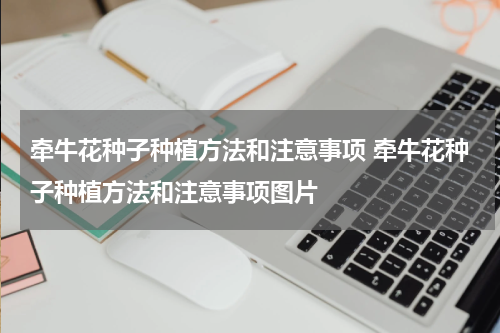 牵牛花种子种植方法和注意事项 牵牛花种子种植方法和注意事项图片