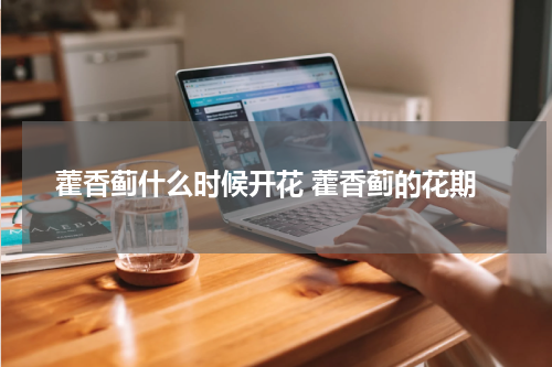 藿香蓟什么时候开花 藿香蓟的花期