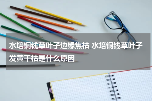 水培铜钱草叶子边缘焦枯 水培铜钱草叶子发黄干枯是什么原因