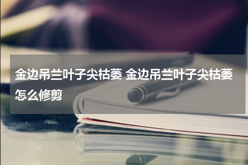 金边吊兰叶子尖枯萎 金边吊兰叶子尖枯萎怎么修剪