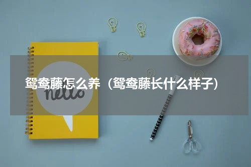 鸳鸯藤怎么养(鸳鸯藤长什么样子)