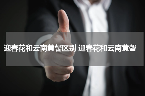 迎春花和云南黄馨区别 迎春花和云南黄韾