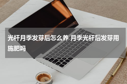 光杆月季发芽后怎么养 月季光杆后发芽用施肥吗