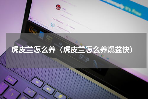 虎皮兰怎么养(虎皮兰怎么养爆盆快)