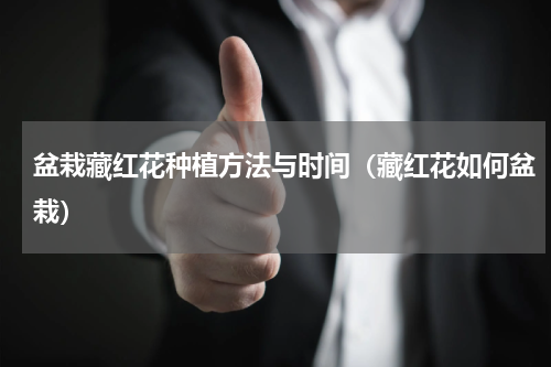 盆栽藏红花种植方法与时间(藏红花如何盆栽)