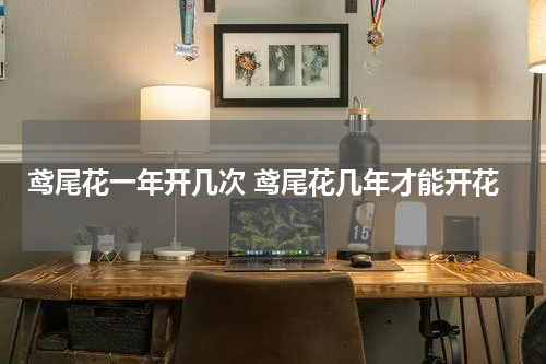 鸢尾花一年开几次 鸢尾花几年才能开花