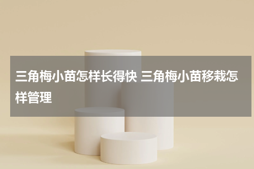 三角梅小苗怎样长得快 三角梅小苗移栽怎样管理