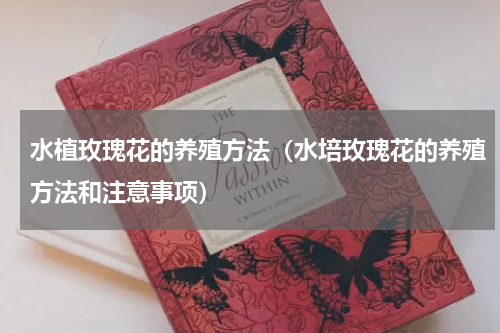 水植玫瑰花的养殖方法(水培玫瑰花的养殖方法和注意事项)