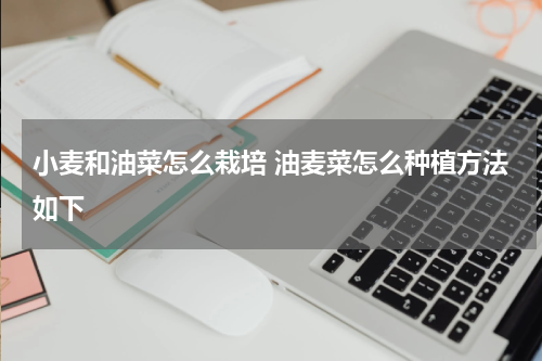 小麦和油菜怎么栽培 油麦菜怎么种植方法如下