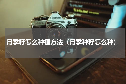 月季籽怎么种植方法（月季种籽怎么种）
