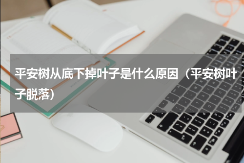 平安树从底下掉叶子是什么原因(平安树叶子脱落)