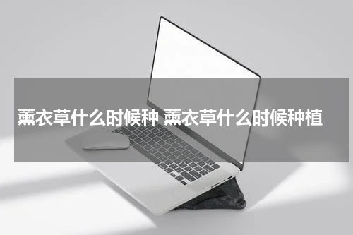 薰衣草什么时候种 薰衣草什么时候种植