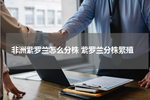 非洲紫罗兰怎么分株 紫罗兰分株繁殖